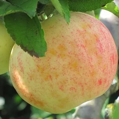 Яблоня ЛЕТНЕЕ СЛАДКОЕ  Яблоня ЛЕТНЕЕ СЛАДКОЕ в Подольске