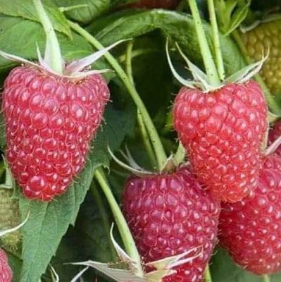 Малина ЕВРАЗИЯ  Малина ЕВРАЗИЯ в Подольске