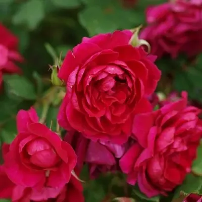 Саженцы роз КВАДРА плетистая  Саженцы роз КВАДРА плетистая в Подольске