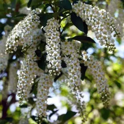 Черемуха виргинская ШУБЕРТ — описание сорта Черемуха виргинская ШУБЕРТ в Подольске