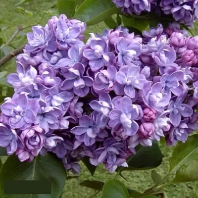 Сирень АМИ ШОТТ  Сирень АМИ ШОТТ в Подольске