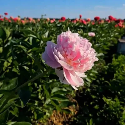 Пион ИМПЕРАТОРСКАЯ НАЛОЖНИЦА древовидный в Подольске