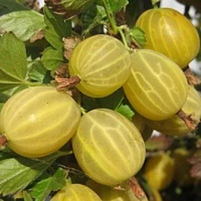 Крыжовник КУРШУ ДЗИНТАРС  Крыжовник КУРШУ ДЗИНТАРС в Подольске