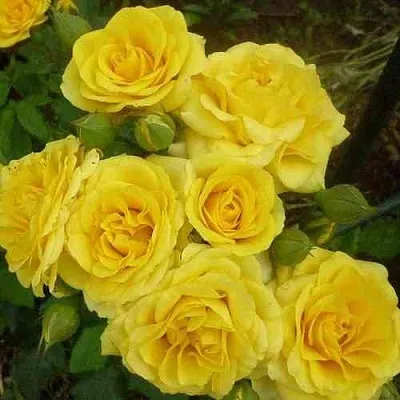 Саженцы роз ЕЛЛОУ БЭЙБИ спрей  Саженцы роз ЕЛЛОУ БЭЙБИ спрей в Подольске