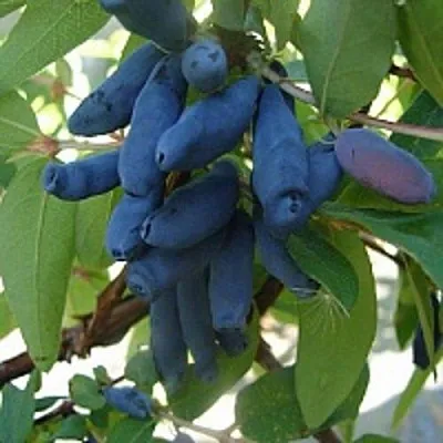 Жимолость съедобная ГОРДОСТЬ БАКЧАРА в Подольске