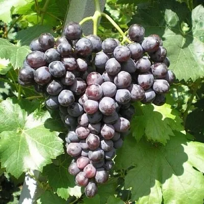 Виноград КРАСА НИКОПОЛЯ Виноград КРАСА НИКОПОЛЯ