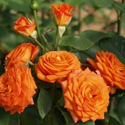 Саженцы роз БЕЙБ спрей  Саженцы роз БЕЙБ спрей в Подольске