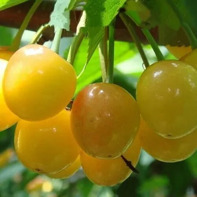 Черешня ЯНТАРНАЯ  Черешня ЯНТАРНАЯ в Подольске