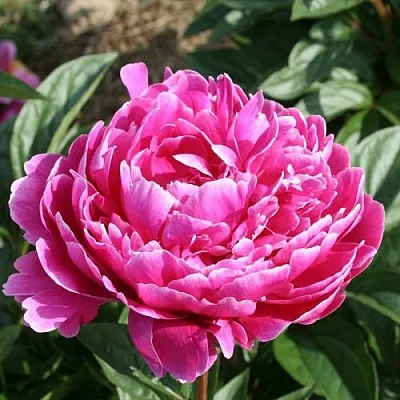 Пион СЕБАСТЬЯН МААС травянистый в Подольске