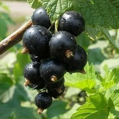 Смородина черная ПИГМЕЙ в Подольске