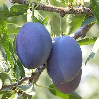 Слива СТЭНЛИ  Слива СТЭНЛИ в Подольске