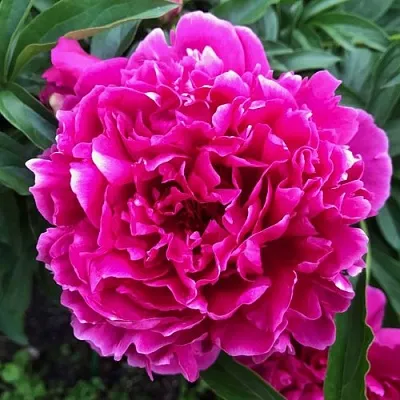 Пион КАРЛ РОЗЕНФЕЛЬД травянистый в Подольске