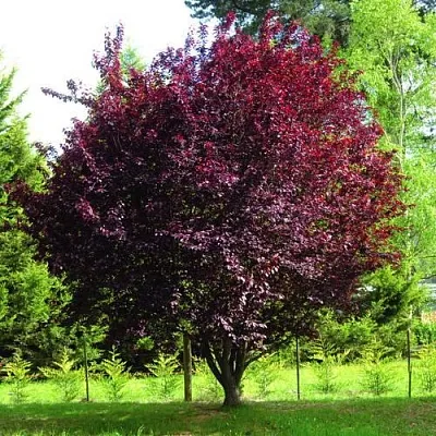 Слива НИГРА растопыреная   Слива НИГРА растопыреная  в Подольске