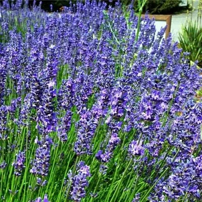 Лаванда ФЕНОМЕНАЛ узколистная  Лаванда ФЕНОМЕНАЛ узколистная в Подольске