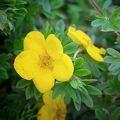 Лапчатка ГОЛДСТАР кустарниковая  Лапчатка ГОЛДСТАР кустарниковая в Подольске