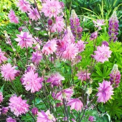 Аквилегия БАРЛОУ ПИНК гибрид МакКаны — описание сорта Аквилегия БАРЛОУ ПИНК гибрид МакКаны в Подольске