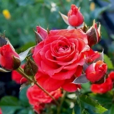 Саженцы роз МИДЖЕТ спрей  Саженцы роз МИДЖЕТ спрей в Подольске