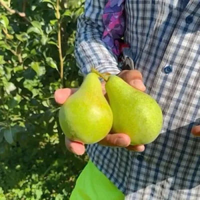 Груша ЗАРЕЧНАЯ КОМПАКТНАЯ  Груша ЗАРЕЧНАЯ КОМПАКТНАЯ в Подольске