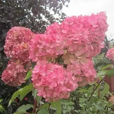 Гортензия АМАРИН метельчатая  Гортензия АМАРИН метельчатая в Подольске