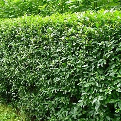 Бирючина обыкновенная  Бирючина обыкновенная в Подольске