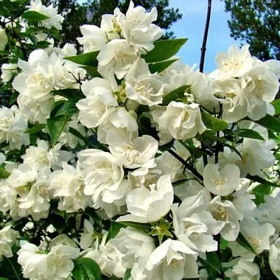 Жасмин ДЕНИСКИНЫ РАССКАЗЫ  Жасмин ДЕНИСКИНЫ РАССКАЗЫ в Подольске