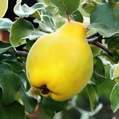 Айва МИР  Айва МИР в Подольске