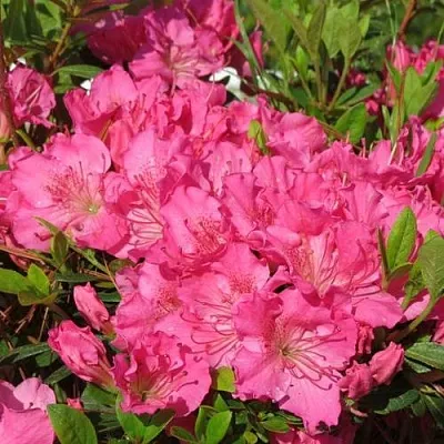 Азалия КИРСТИН японская  Азалия КИРСТИН японская в Подольске