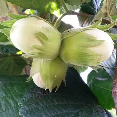 Фундук ЮННАТ  Фундук ЮННАТ в Подольске