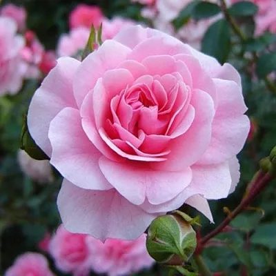 Саженцы роз БОНИКА флорибунда  Саженцы роз БОНИКА флорибунда в Подольске