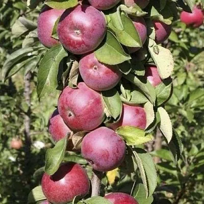 Яблоня ЕСЕНИЯ колонновидная  Яблоня ЕСЕНИЯ колонновидная в Подольске