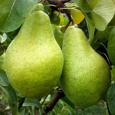 Груша НОЯБРЬСКАЯ ЗИМНЯЯ  Груша НОЯБРЬСКАЯ ЗИМНЯЯ в Подольске