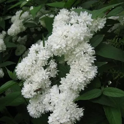 Дейция КАНДИДИССИМА шершавая  Дейция КАНДИДИССИМА шершавая в Подольске