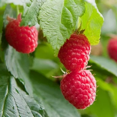 Малина МАРАВИЛЛА  Малина МАРАВИЛЛА в Подольске