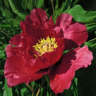 Пион КРАСНЫЙ ЛОТОС древовидный в Подольске