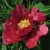 Пион КРАСНЫЙ ЛОТОС древовидный — описание сорта Пион КРАСНЫЙ ЛОТОС древовидный в Подольске
