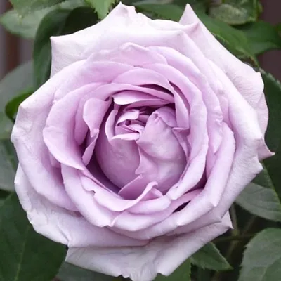 Саженцы роз ИНДИГОЛЕТТА плетистая  Саженцы роз ИНДИГОЛЕТТА плетистая в Подольске