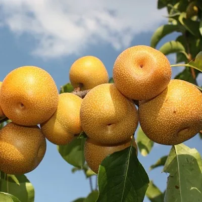 Груша азиатская  Груша азиатская в Подольске