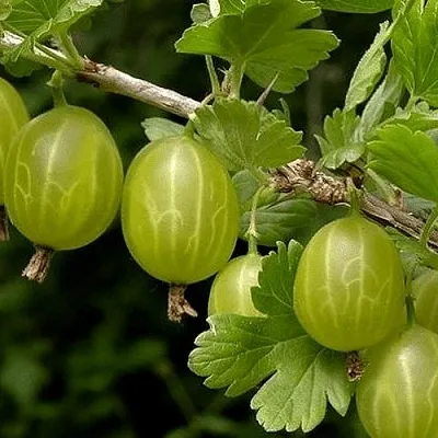 Крыжовник УРАЛЬСКИЙ БЕСШИПНЫЙ  Крыжовник УРАЛЬСКИЙ БЕСШИПНЫЙ в Подольске