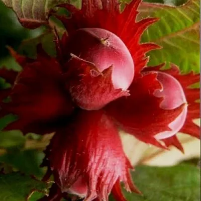 Фундук БАГРЯНЕЦ  Фундук БАГРЯНЕЦ в Подольске