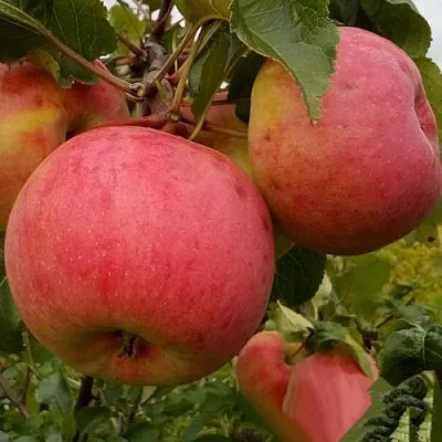 Яблоня БОЛОТОВСКОЕ в Подольске