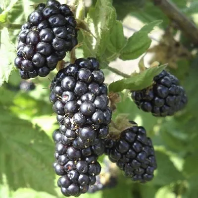 Ежемалина МАРИОН  Ежемалина МАРИОН в Подольске