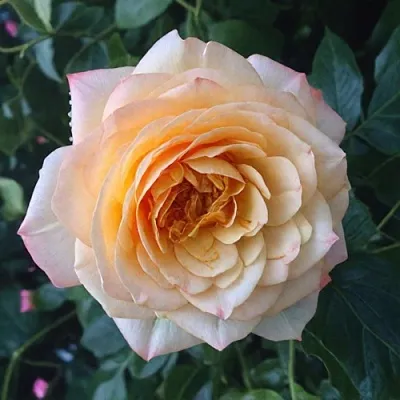 Саженцы роз АБЕЙ ДЕ СЕНТ-АМАН шраб  Саженцы роз АБЕЙ ДЕ СЕНТ-АМАН шраб в Подольске