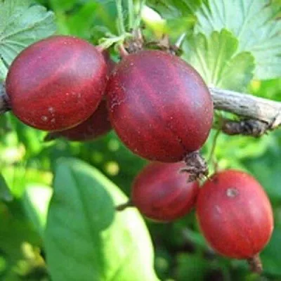 Крыжовник ЩЕДРЫЙ  Крыжовник ЩЕДРЫЙ в Подольске