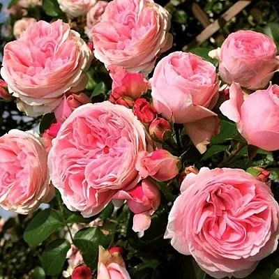 Саженцы роз ДЖАРДИНА плетистая  Саженцы роз ДЖАРДИНА плетистая в Подольске