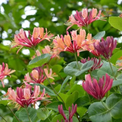 Жимолость ГЕКРОТА в Подольске