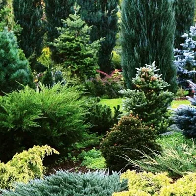 Хвойные растения в Подольске