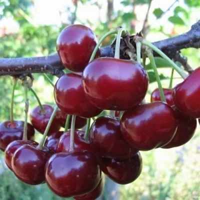 Вишня НОРД СТАР в Подольске