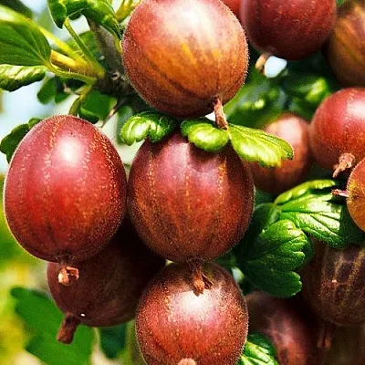 Крыжовник ШЕРШНЕВСКИЙ  Крыжовник ШЕРШНЕВСКИЙ в Подольске