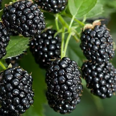 Ежевика ЧЕРНАЯ МАГИЯ ремонтантная  Ежевика ЧЕРНАЯ МАГИЯ ремонтантная в Подольске