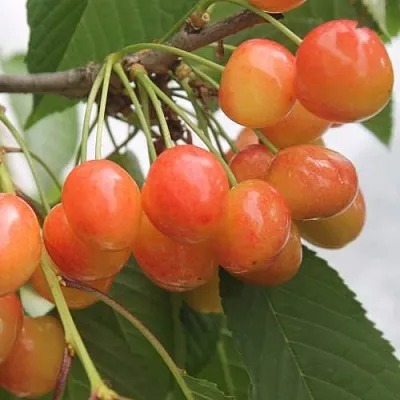 Черешня СЕВЕРНАЯ  Черешня СЕВЕРНАЯ в Подольске